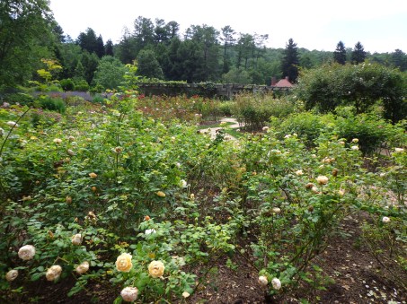 More Roses - Biltmore 7-6-17