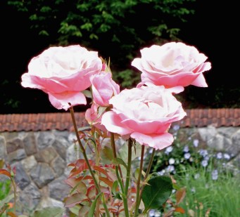 Pink Roses - Biltmore - Edited 7-6-17