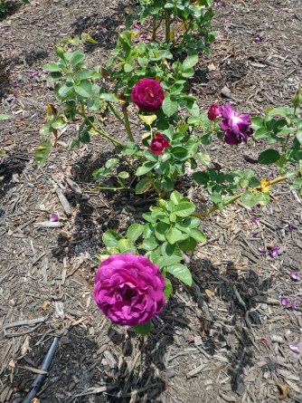 Purple Roses - Biltmore 7-6-17