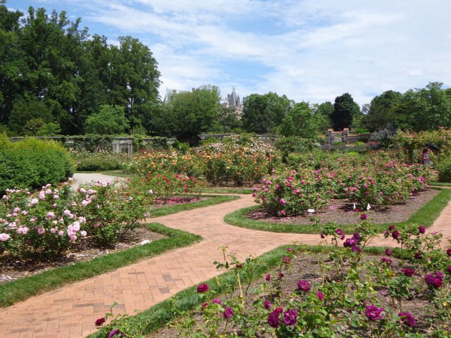The Biltmore Rose Garden 7-6-17