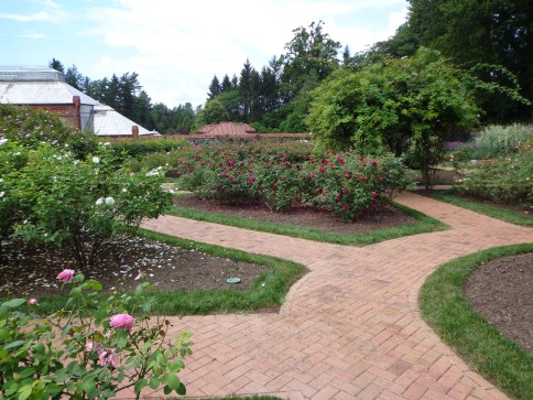 The Rose Garden - Biltmore 7-6-17