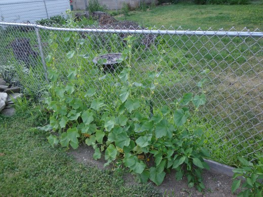 Cucumbers 7-9-18