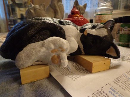 Sleeping Tuxedo Kitten 6-22-18