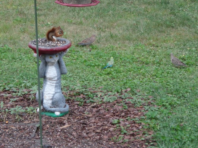 Parakeet at Feeder