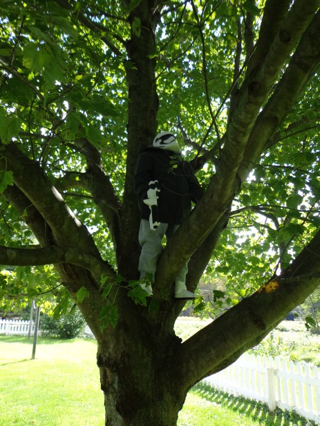 Gary Climbs A Tree