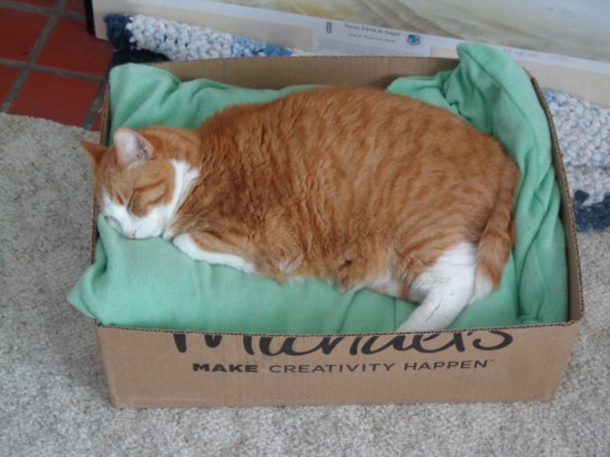 chester in her box 1-18-19