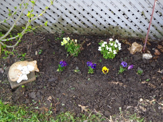 Back Door Pansies 5-18-19