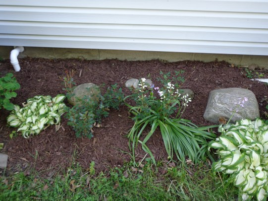 Bedroom Roses 5-23-19