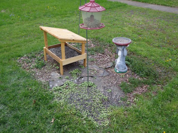 Bird Feeder Area 5-9-19