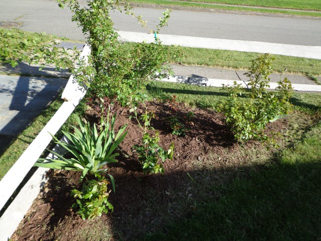 Corner Rose Bushes 5-23-19
