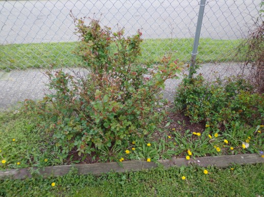 More Garden Weeds 5-9-19