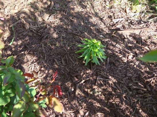 Permitted Lily 5-23-19