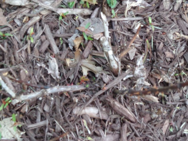 Rose Bush Lives 5-9-19