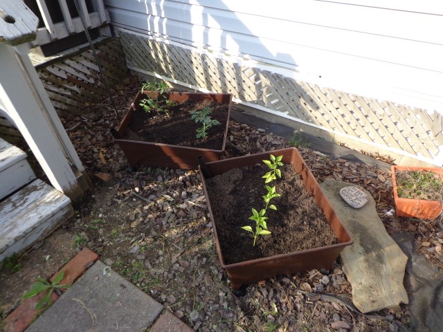 Tomatoes and Peppers 5-18-19