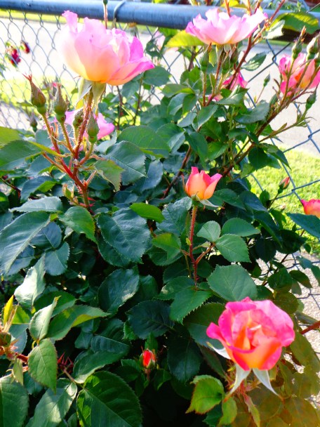 Boogart's Rose Bush