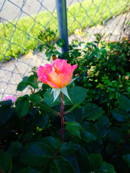 Boogart's Rose