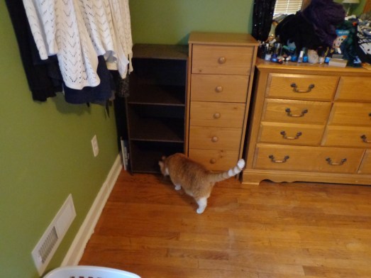 Chester Approved Shawl Shelf