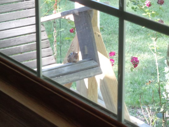 Chipmunk Chilling On Swing