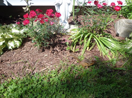 Chipmunk In Fron t of Me 6-22-19