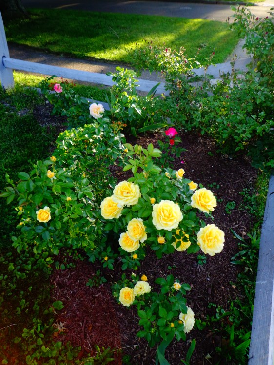 Corner Rose Garden