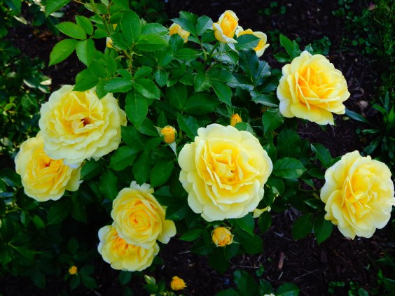 Yellow Roses