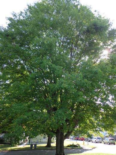 Front Maple Tree 8-3-19