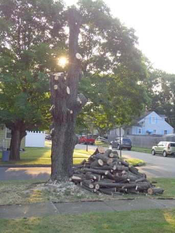 Front Maple Trunk 8-4-19