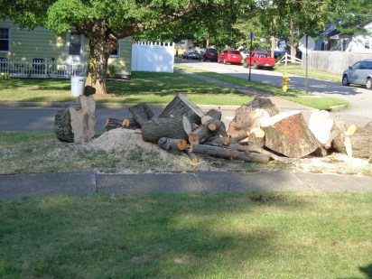 Maple Tree Gone 8-7-19