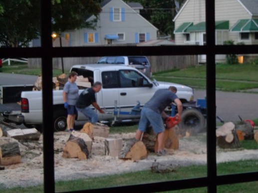 Maple Tree Wood 8-8-19