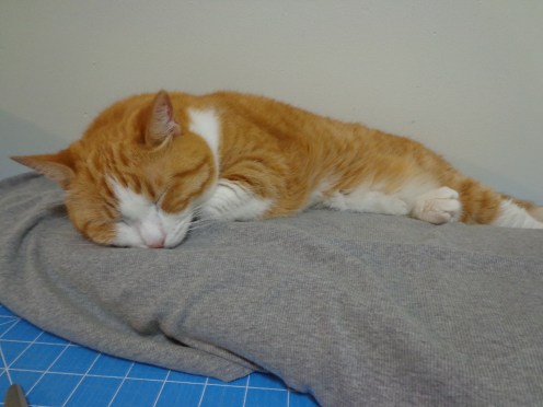 Chester Sleeping 9-1-19