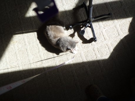 Bob Helps With Measurements