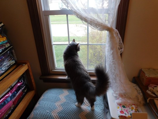 Sewing Room Window Bob 4-18-20