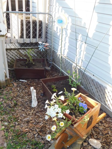 Back Door Flowers 2020