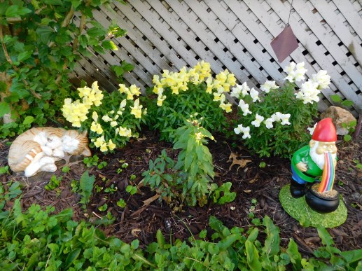 Back Door Snapdragons 2020