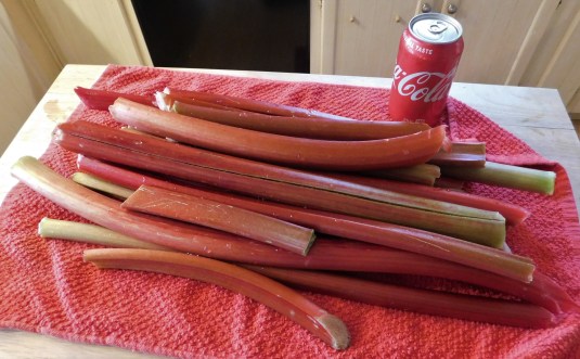 Rhubarb 6-1-20