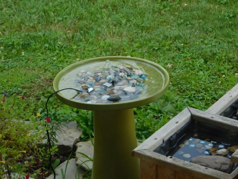 Bird Bath 7-21-20