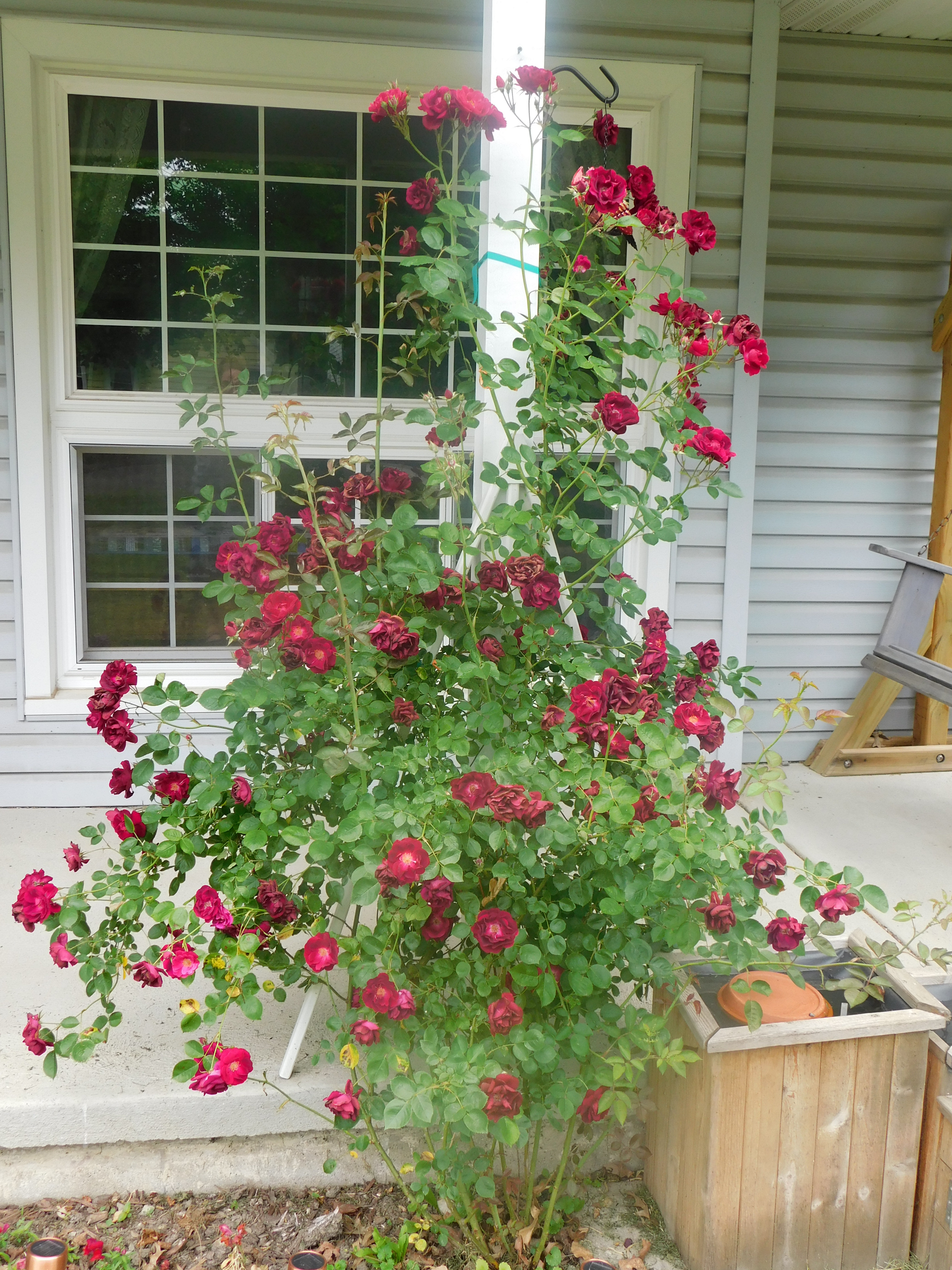 Rebel Rose Bush 2021