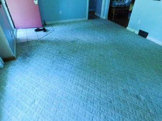 Nasty Carpeting 2